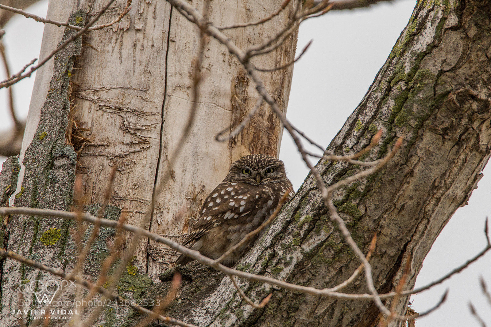 Canon EOS 60D sample photo. Owlet (athene noctua) photography