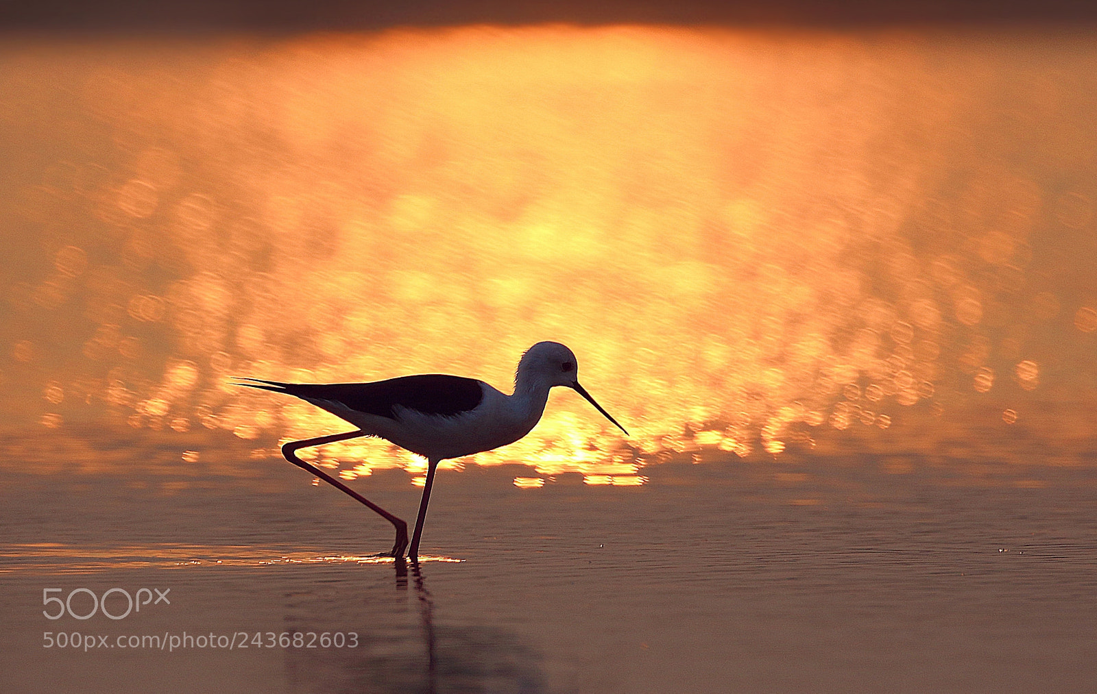 Canon EOS 7D Mark II sample photo. Black winged stilt on photography