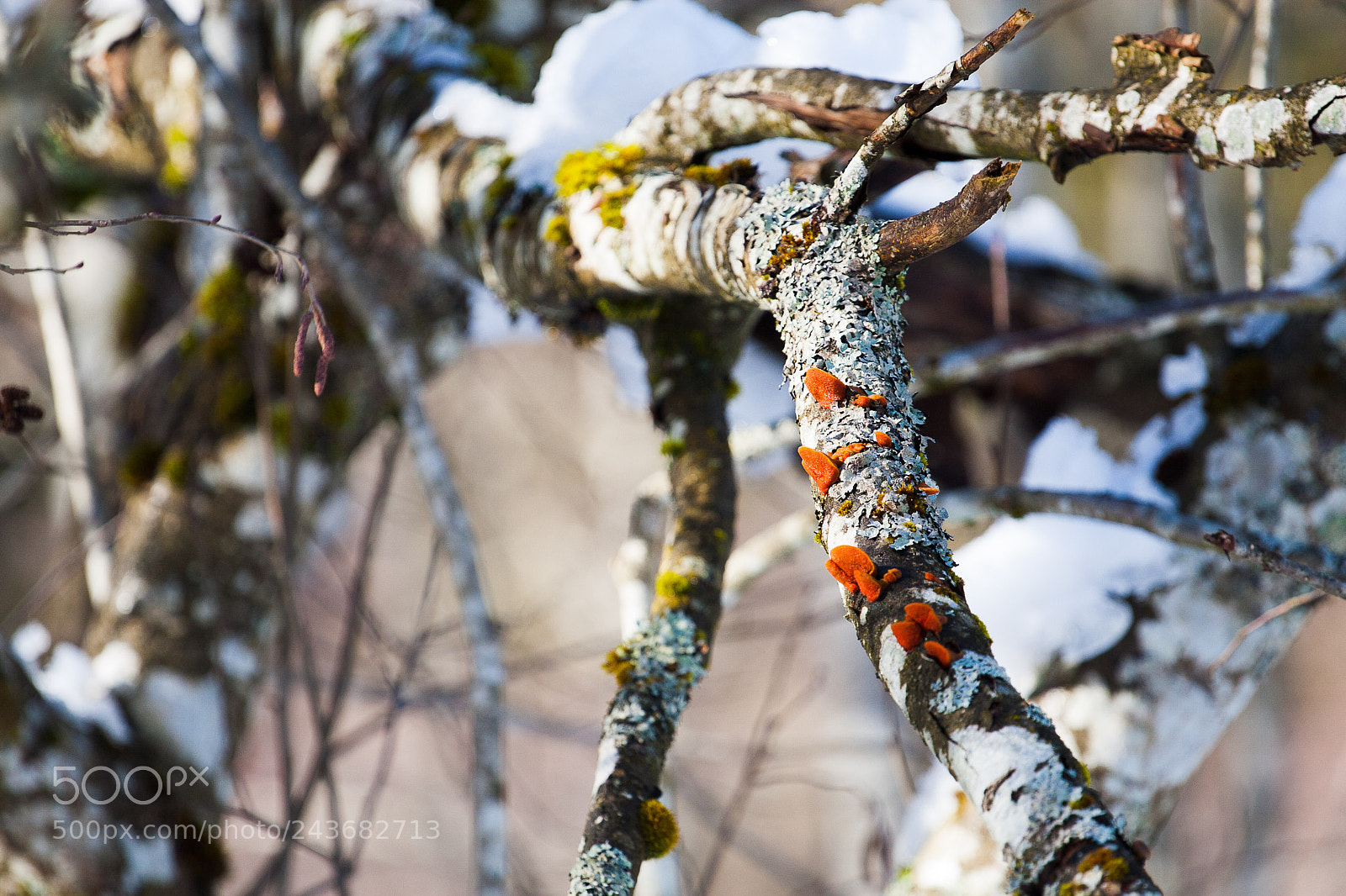 Canon EOS 30D sample photo. Orange photography