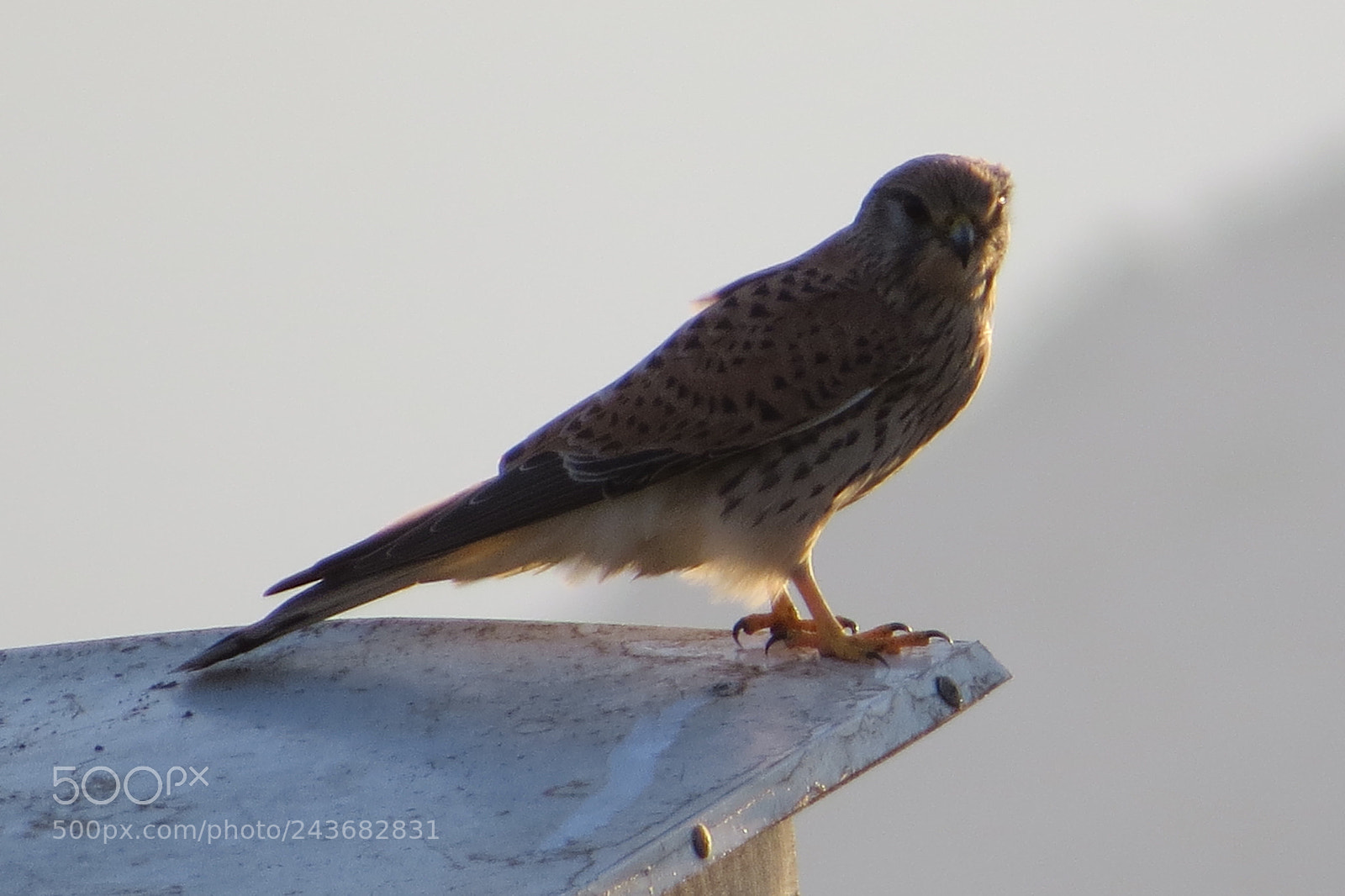 Canon PowerShot SX50 HS sample photo. Kestrel - the common photography