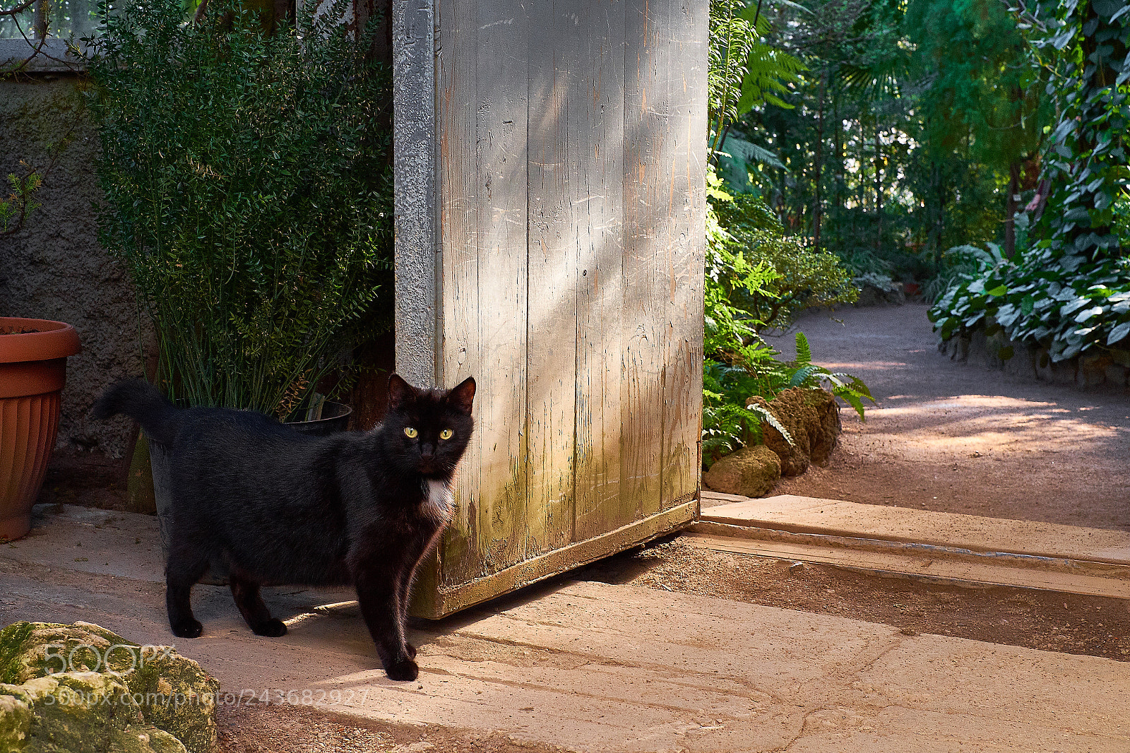Fujifilm X-Pro1 sample photo. Curious black cat infront photography