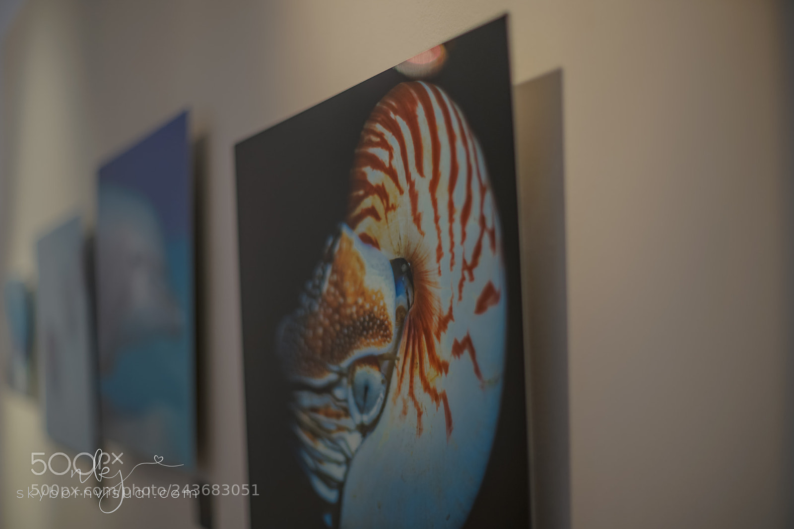 Sony a7R II sample photo. Nautilus photography