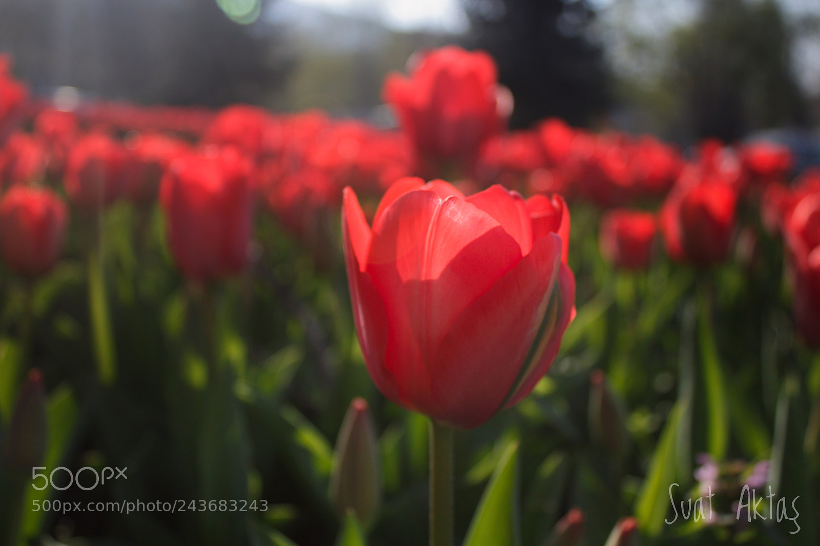 Canon EOS 100D (EOS Rebel SL1 / EOS Kiss X7) sample photo. Botanical park- bursa/turkey photography