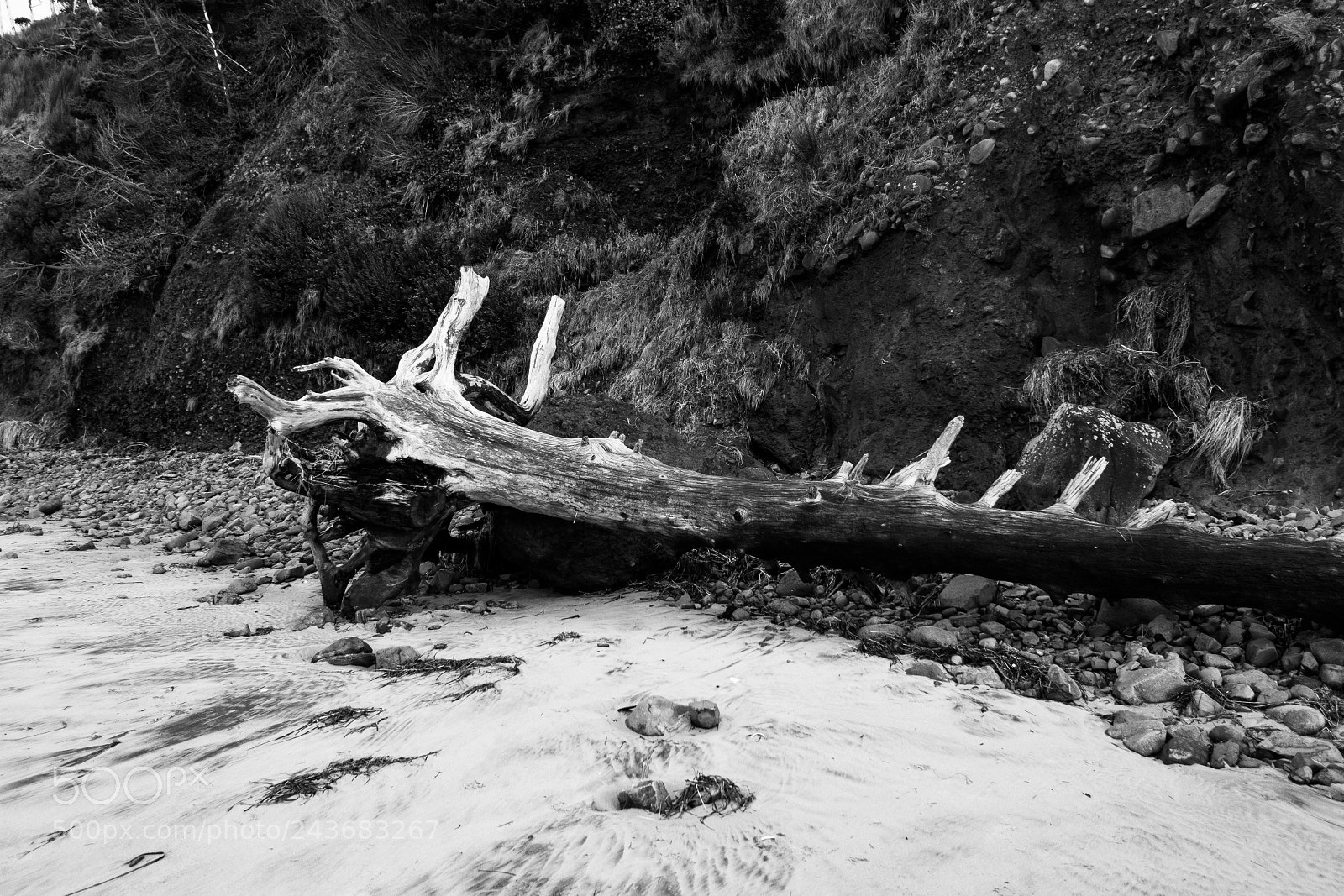 Canon PowerShot G1 X Mark III sample photo. Driftwood i photography