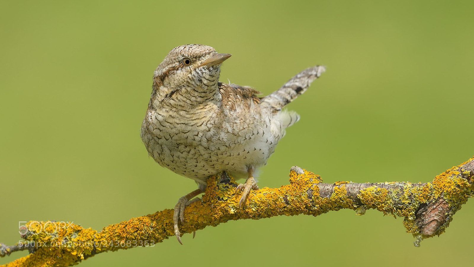 Nikon D500 sample photo. Jynx torquilla » eurasian wryneck photography