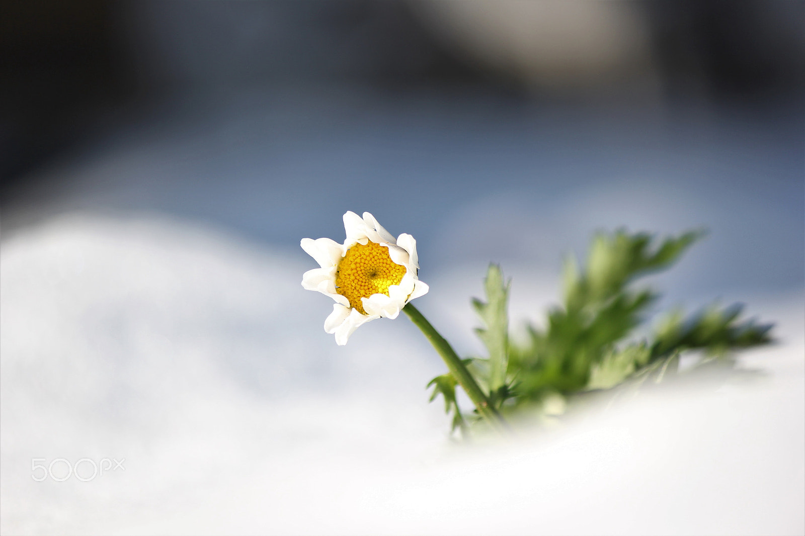 Canon EF-S 55-250mm F4-5.6 IS II sample photo. Snowy spirit photography