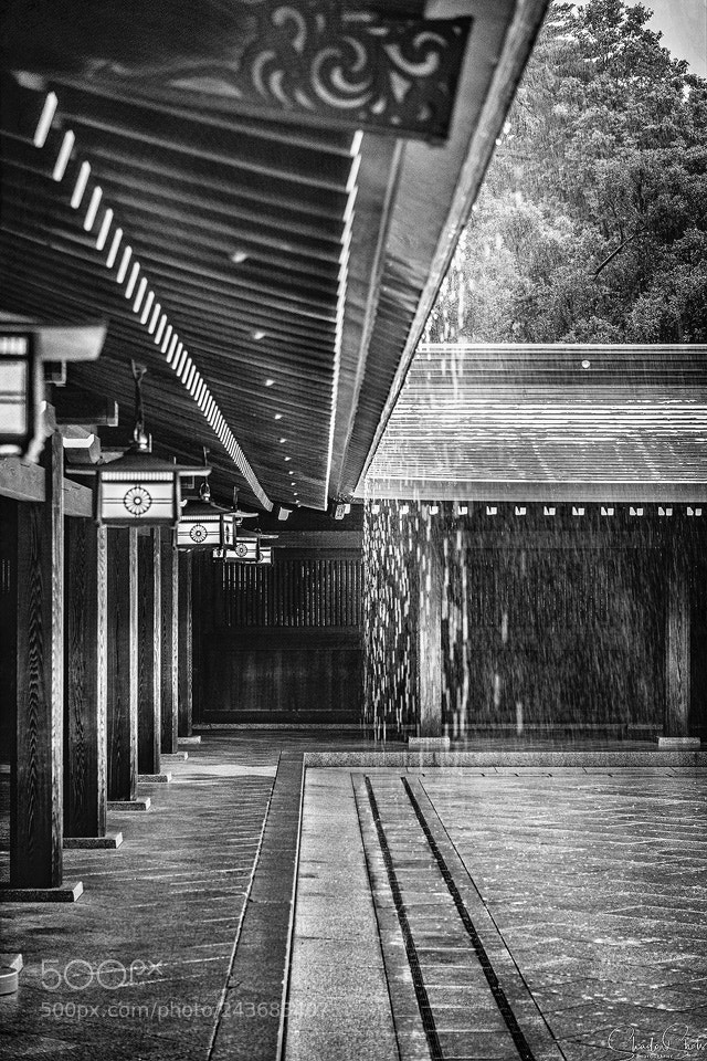 Canon EOS 5DS R sample photo. “it’s raining” ©2018 photography