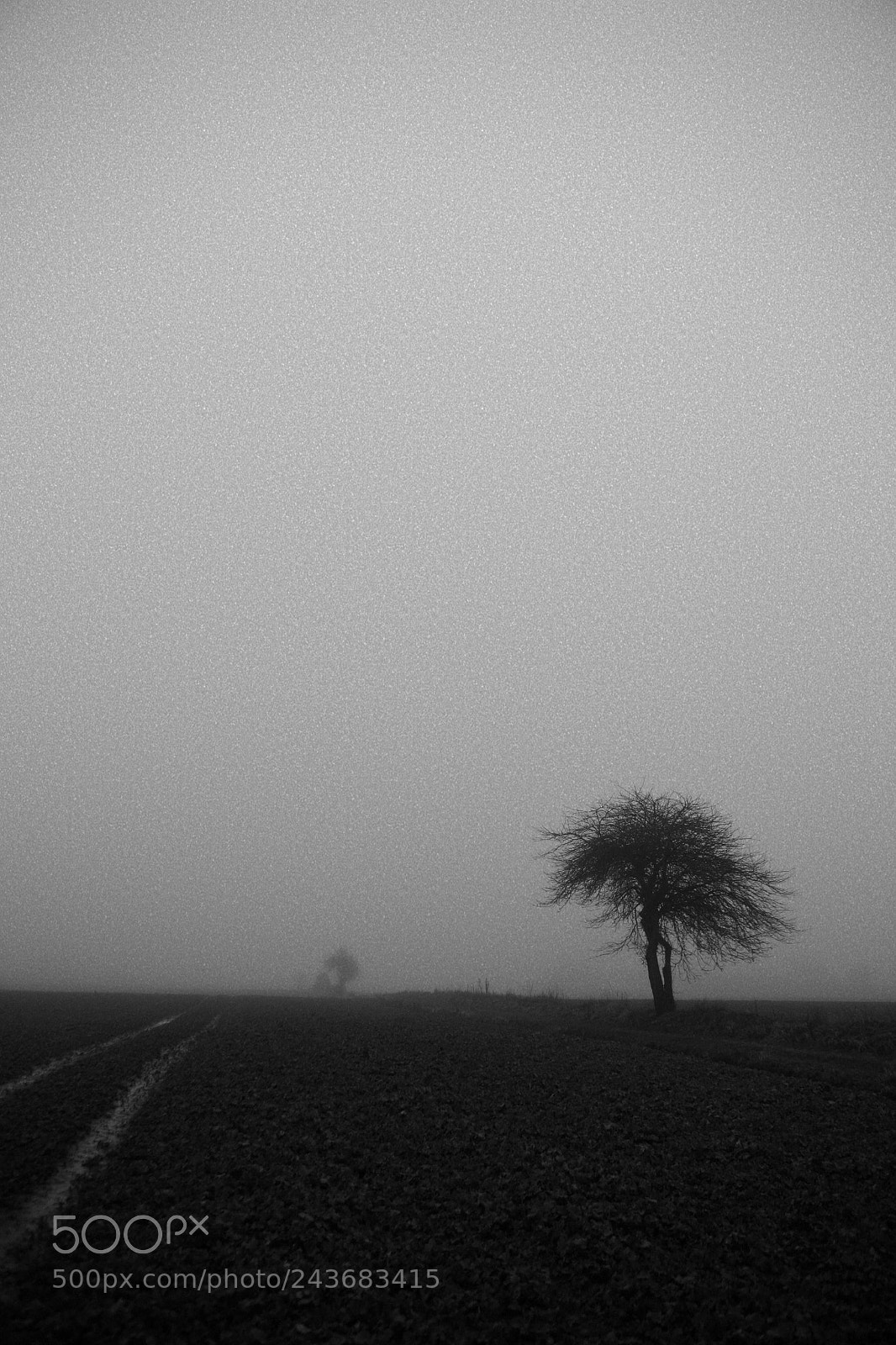 Canon EOS 5D sample photo. Not a single tree ... photography