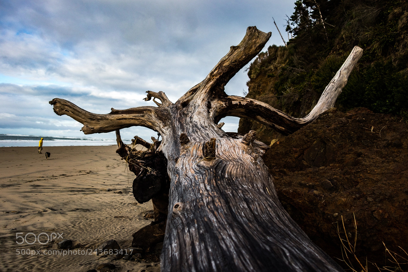 Canon PowerShot G1 X Mark III sample photo. Driftwood ii photography