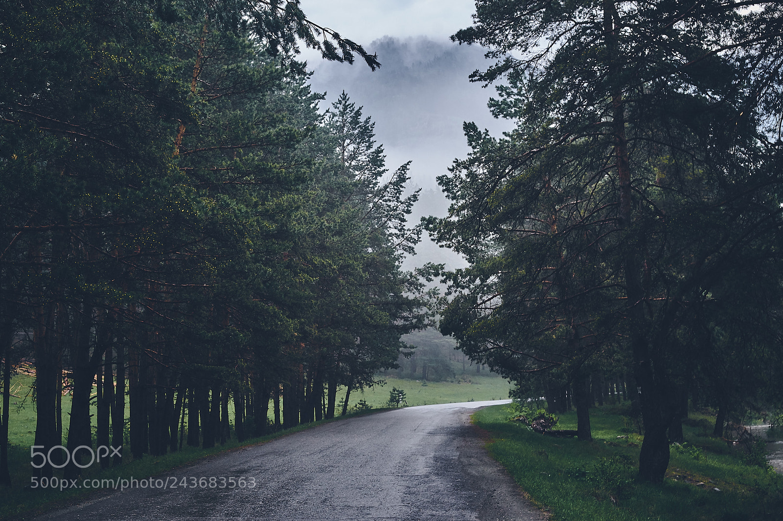 Sony Alpha DSLR-A850 sample photo. Morning fog in the photography