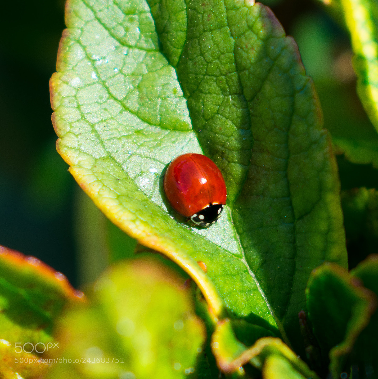 Nikon D3400 sample photo. Spotless ladybug photography