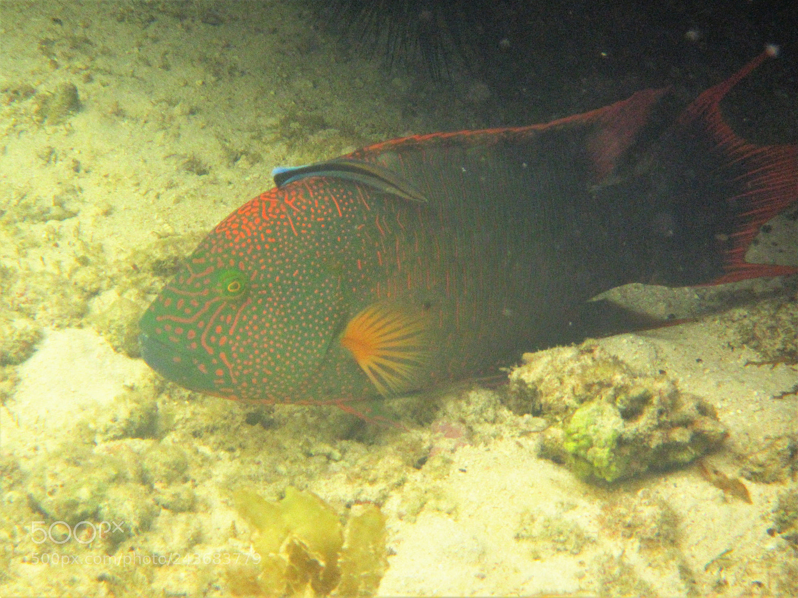 Canon PowerShot D30 sample photo. Trigger fish photography