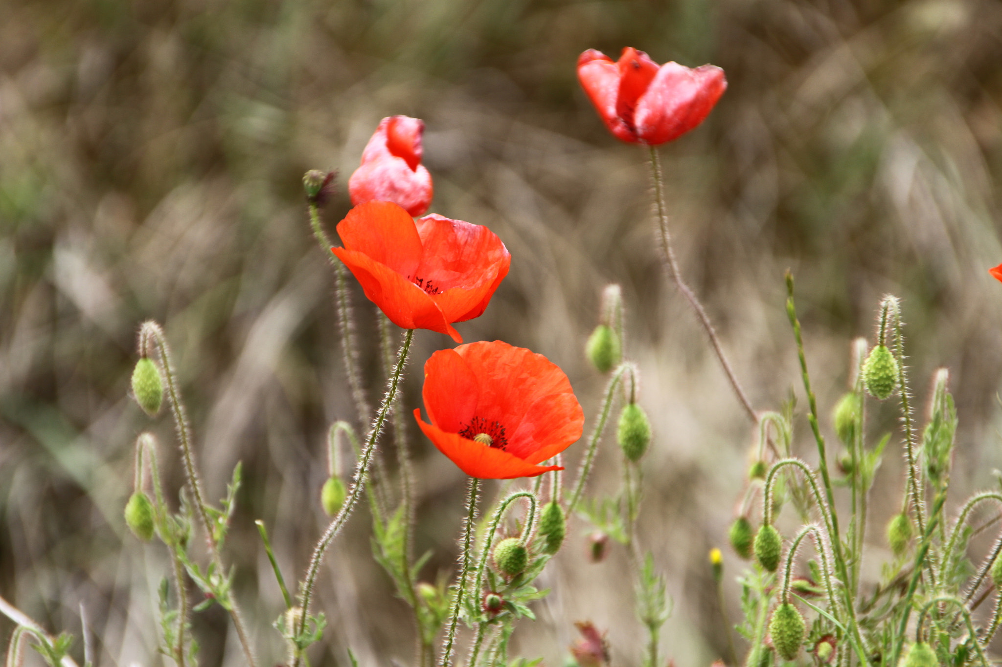 Sigma 18-250mm F3.5-6.3 DC OS HSM sample photo. Mohnblumen photography