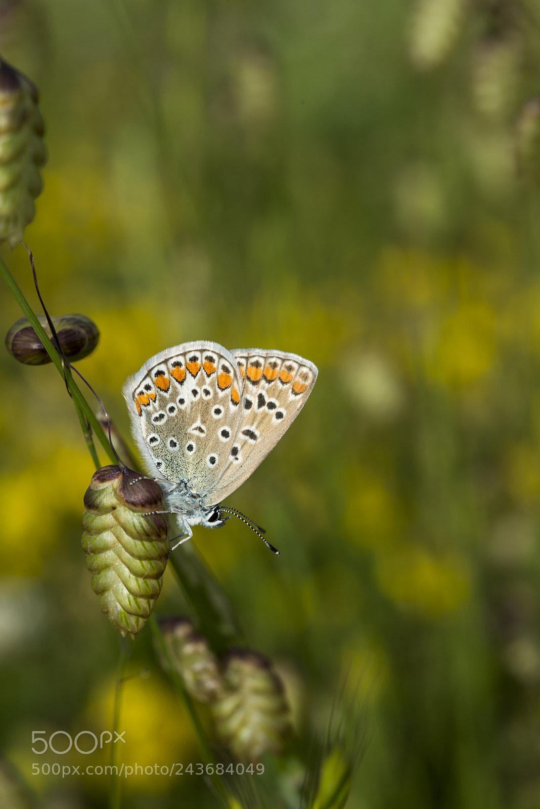 Nikon D800E sample photo. Butterfly photography