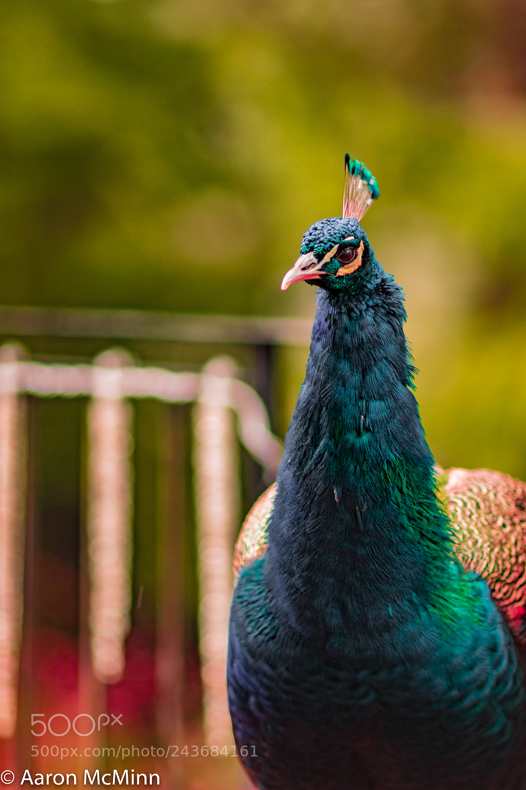 Canon EOS 7D Mark II sample photo. Leonard pet peacock photography