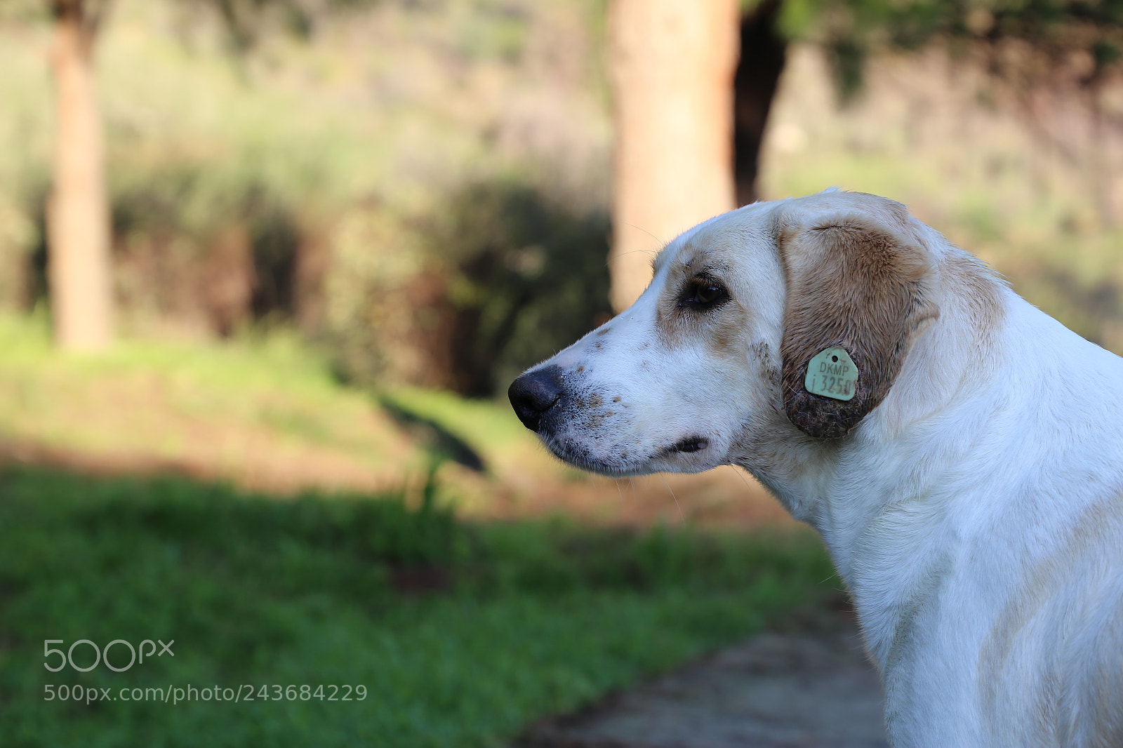 Canon EF 24-105mm F3.5-5.6 IS STM sample photo. Lonely dog photography