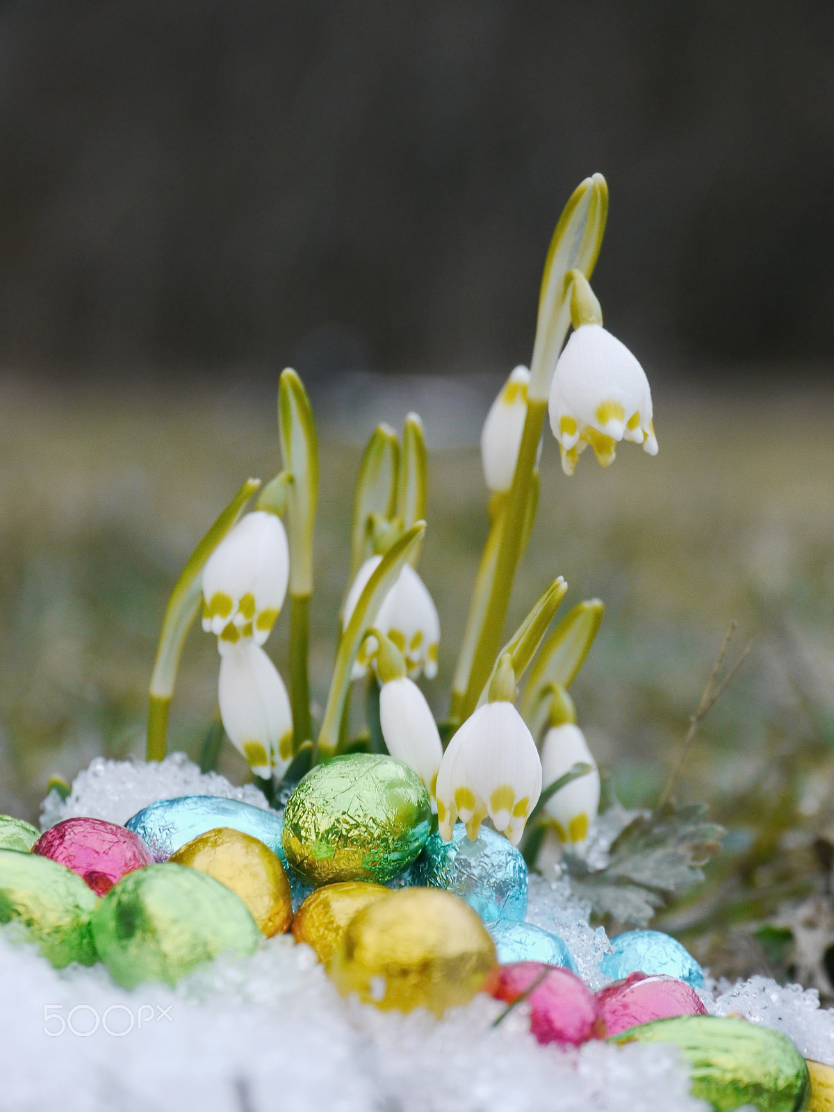 Panasonic Lumix DMC-GH2 sample photo. Some snowdrops chocolate eggs snow photography