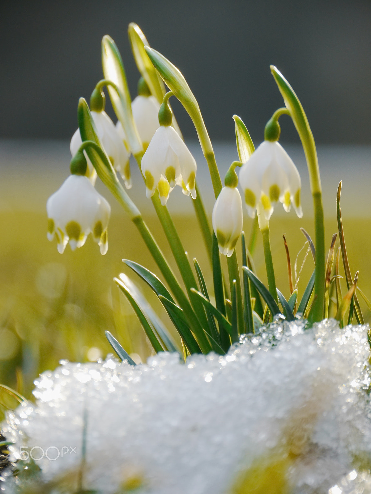 Panasonic Lumix DMC-GH2 sample photo. Spring snowflake snowdrop photography