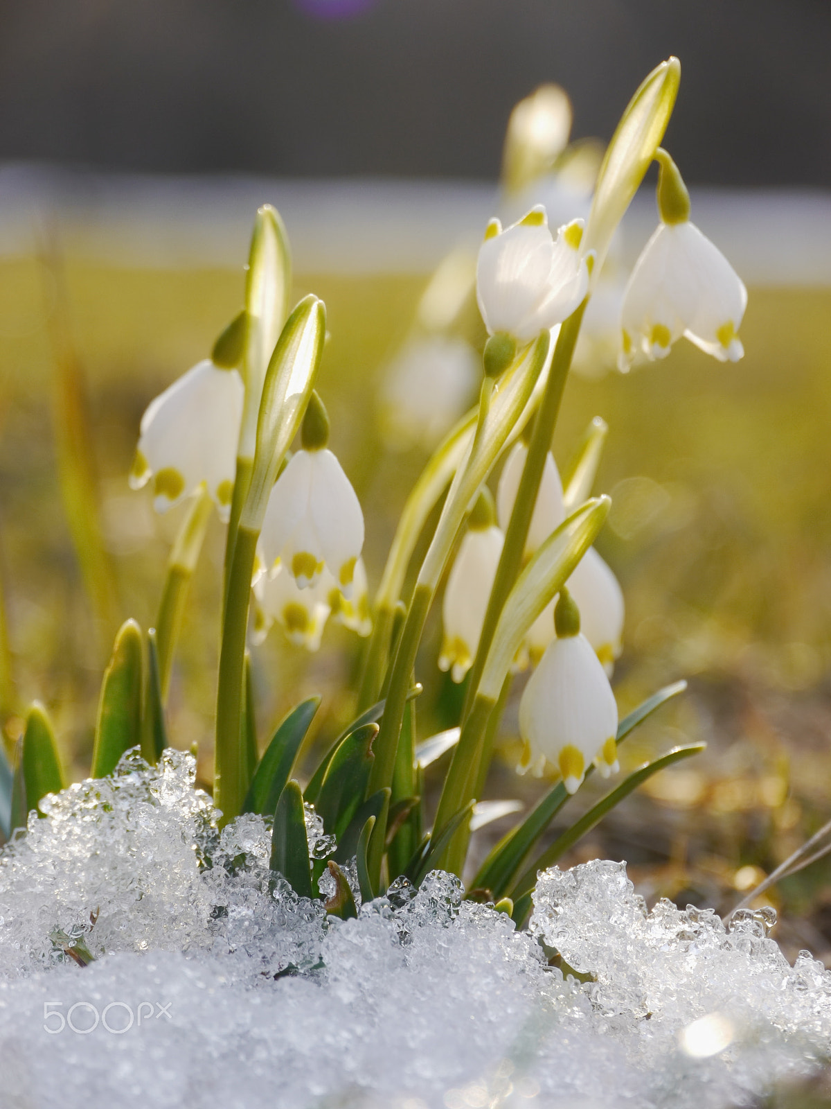 Panasonic Lumix DMC-GH2 sample photo. Spring snowflake snowdrop photography