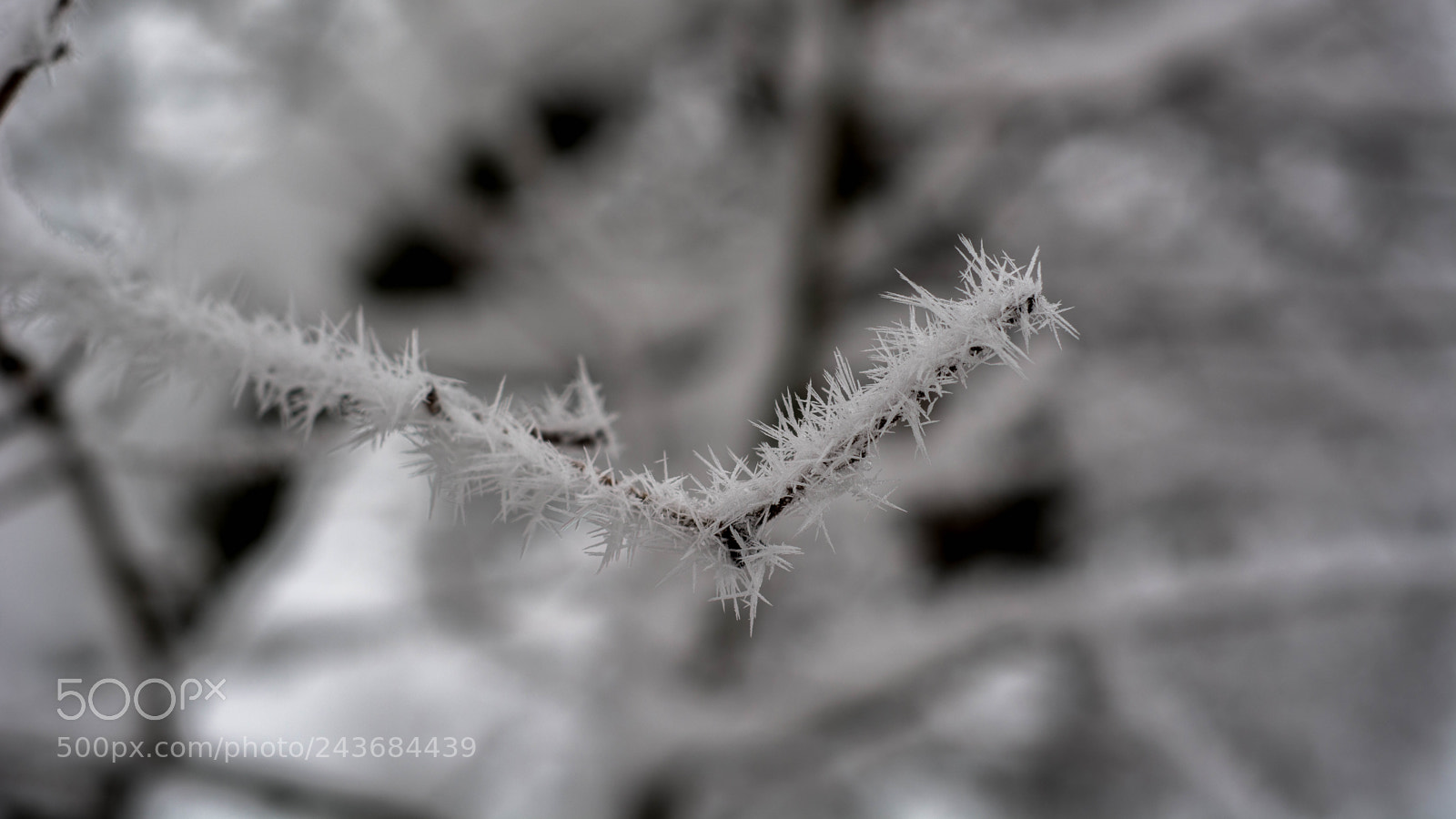 Nikon D7100 sample photo. Wonderful winter photography
