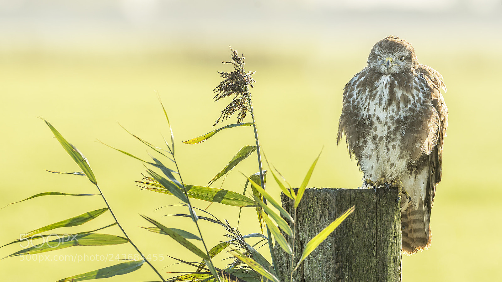 Nikon D500 sample photo. Back lighted buzzard photography