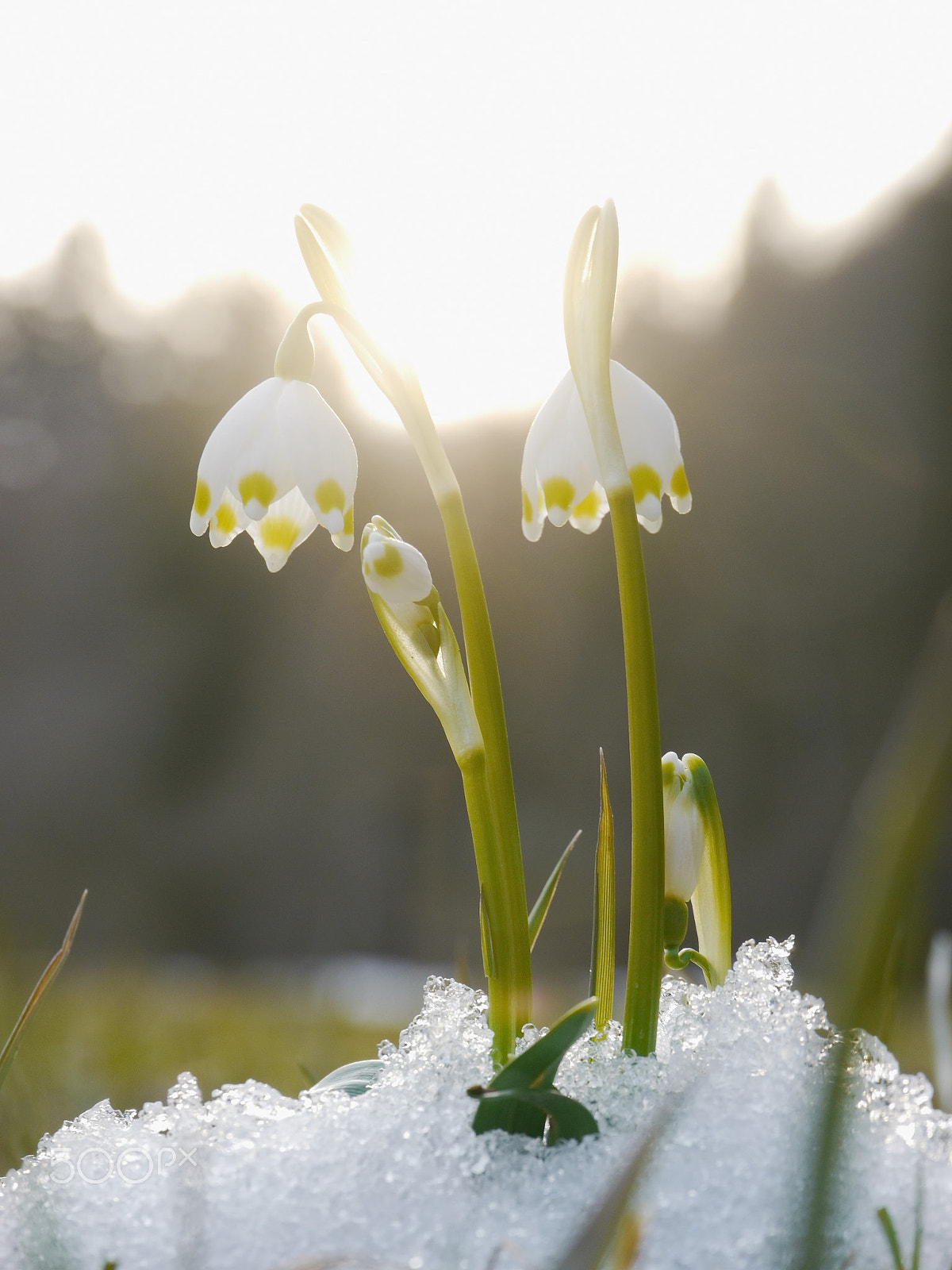 Panasonic Lumix DMC-GH2 sample photo. Lot of snowdrops last snow photography