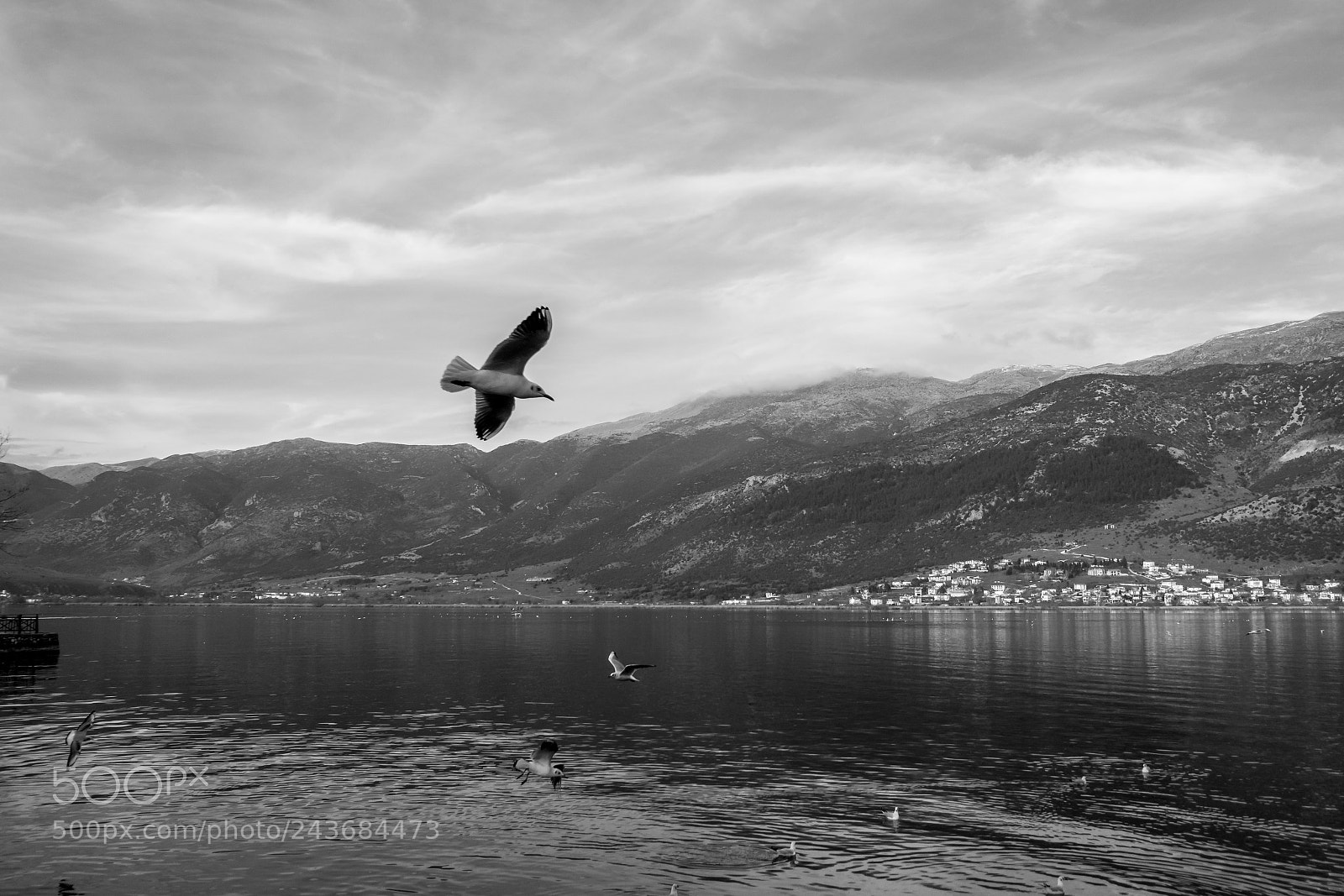 Sony Cyber-shot DSC-RX100 III sample photo. Seagull on lake photography