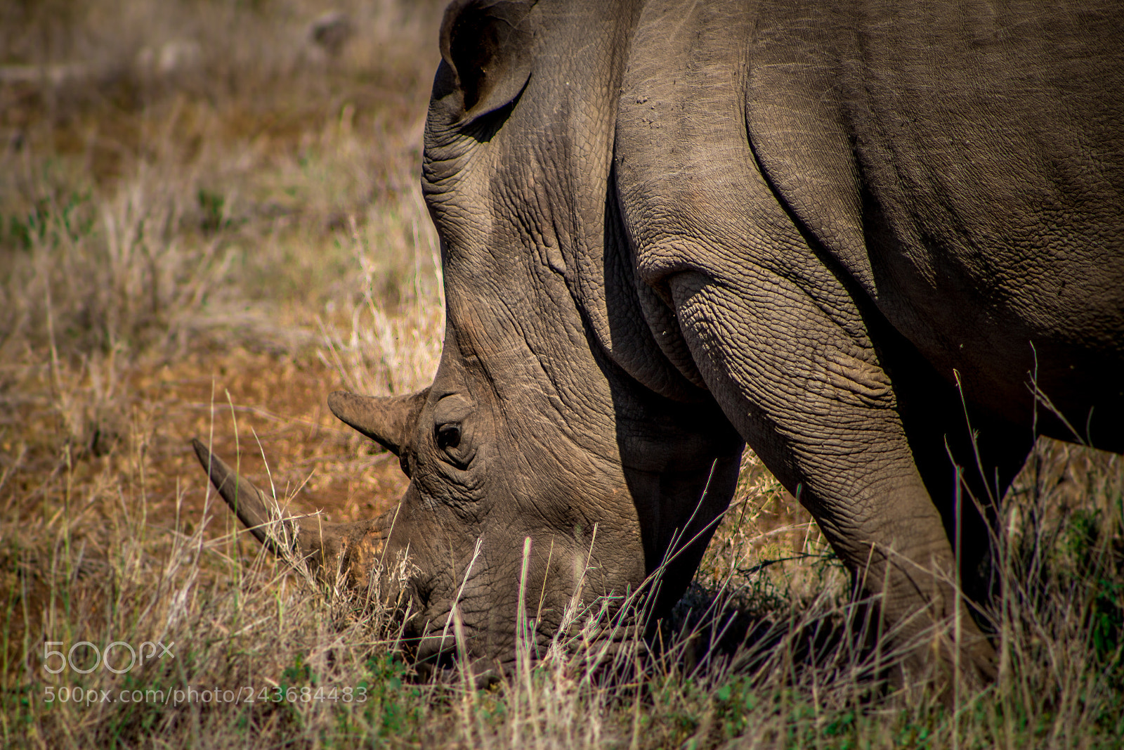 Canon EOS 100D (EOS Rebel SL1 / EOS Kiss X7) sample photo. Rhino in kruger park photography