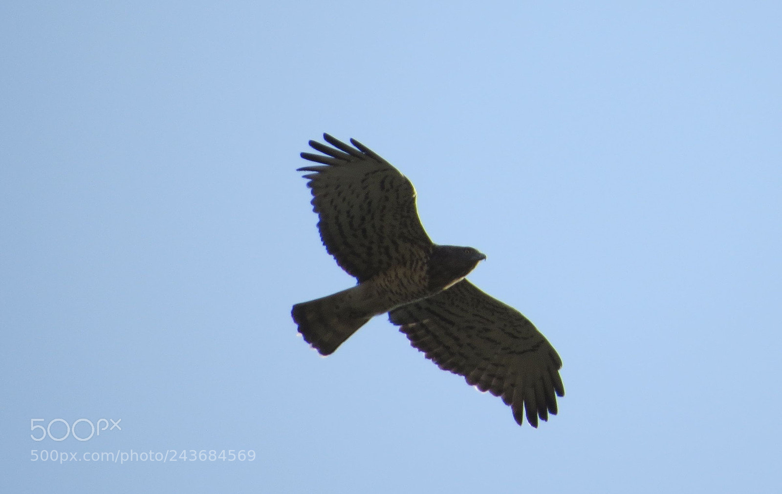 Canon PowerShot SX50 HS sample photo. Eagles taking flight photography
