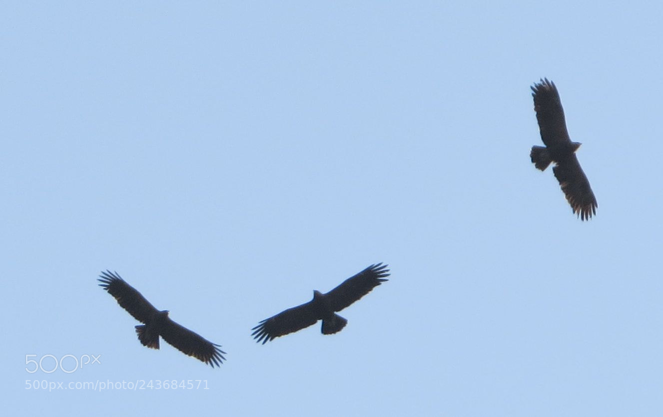 Canon PowerShot SX50 HS sample photo. Eagles taking flight photography