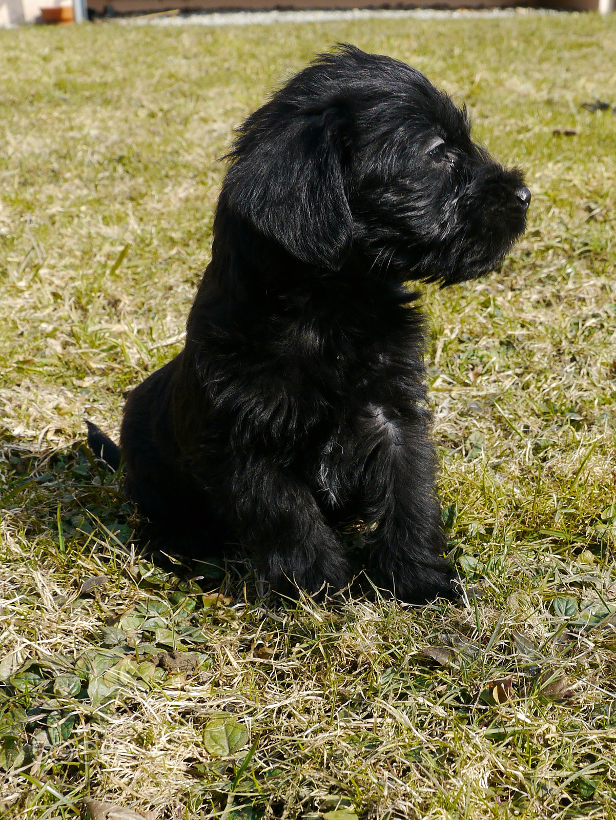 Panasonic Lumix DMC-GH2 sample photo. Puppies photography