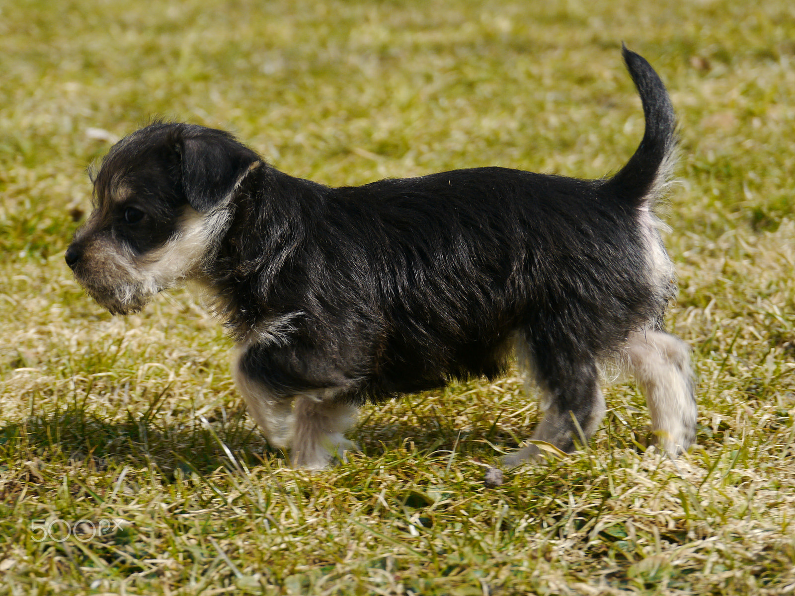 Panasonic Lumix DMC-GH2 sample photo. Puppies photography