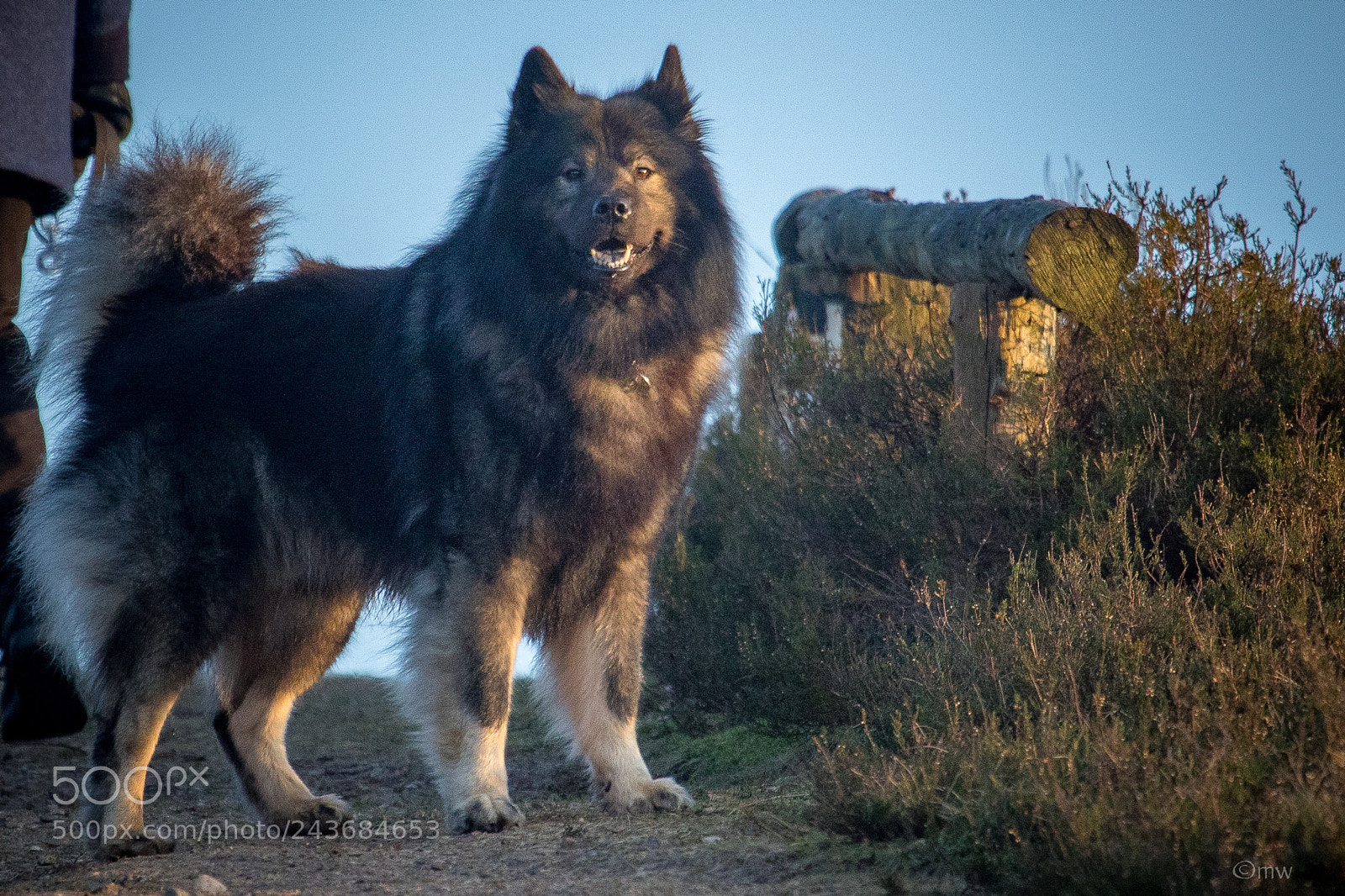 Canon EOS 7D Mark II sample photo. Eurasier im büsenbachtal photography