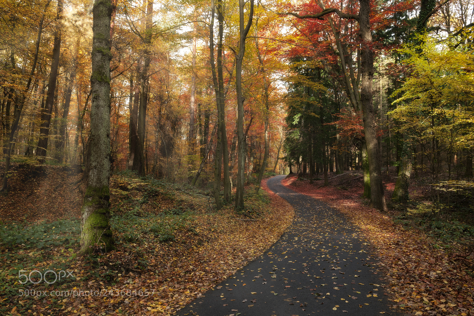 Nikon D300 sample photo. Otoño photography