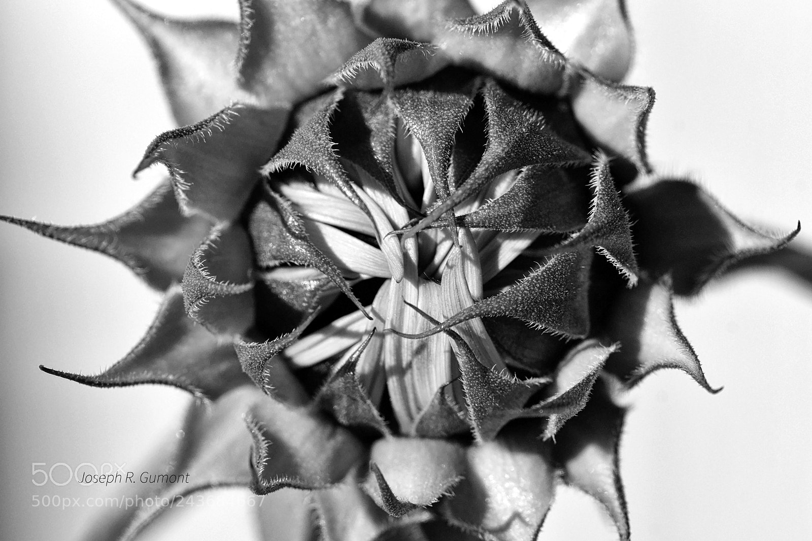 Sony SLT-A65 (SLT-A65V) sample photo. Opening of a sunflower photography
