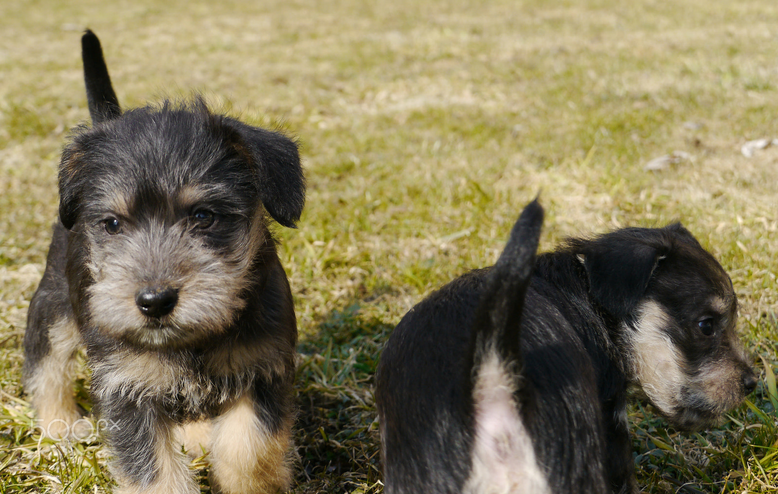 Panasonic Lumix DMC-GH2 sample photo. Puppies photography