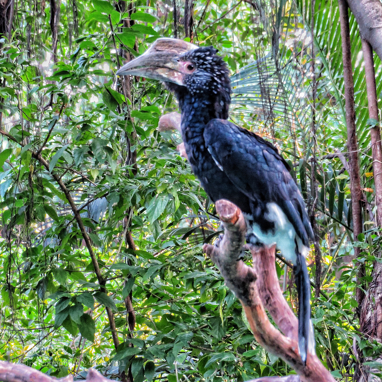 Canon PowerShot SX720 HS sample photo. Trumpeter hornbill photography