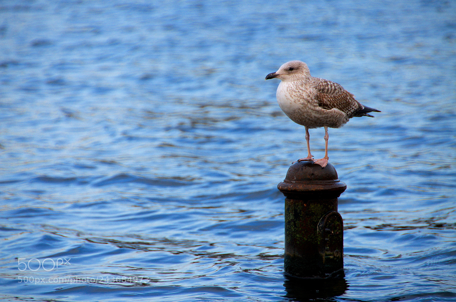 Nikon D5000 sample photo. Rest photography