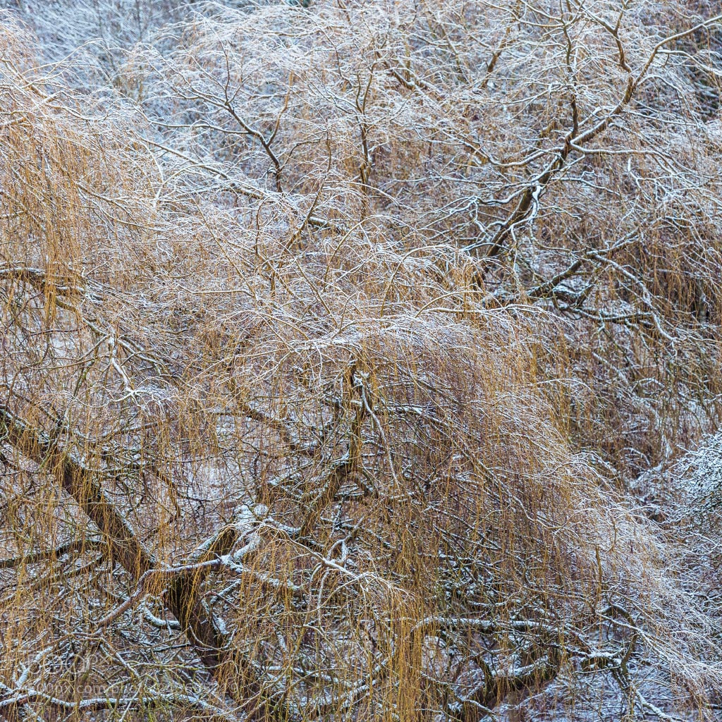 Nikon D810 sample photo. Winter trees photography