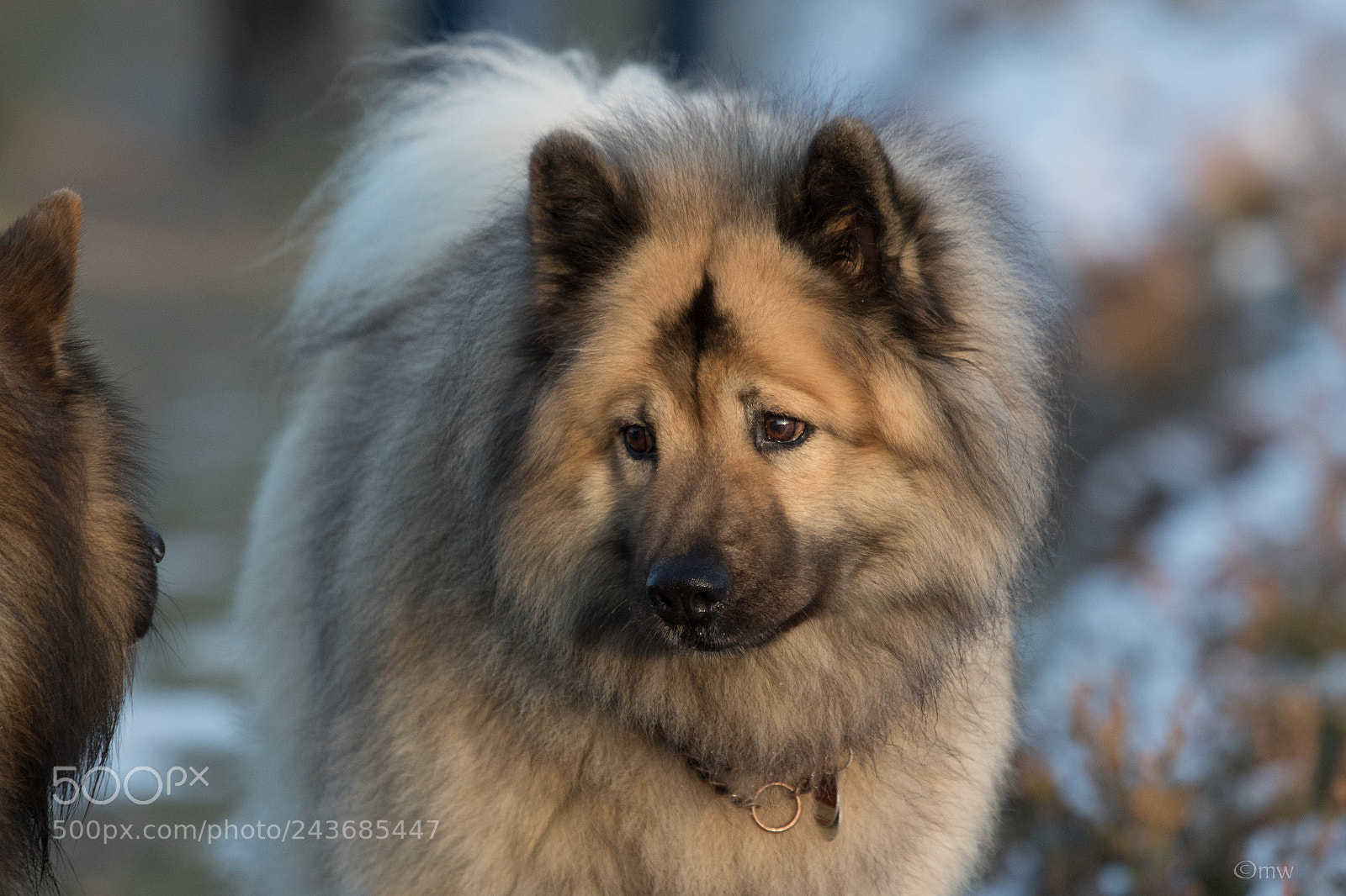 Canon EOS 7D Mark II sample photo. Eurasier im büsenbachtal photography