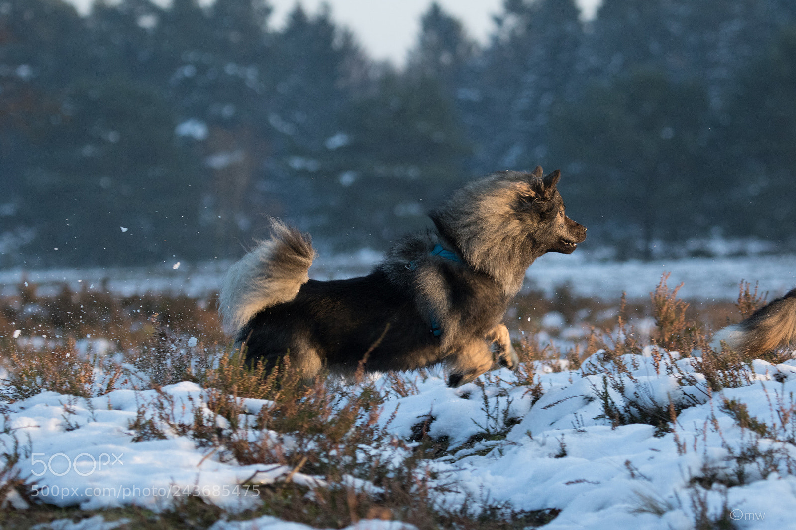 Canon EOS 7D Mark II sample photo. Eurasier im büsenbachtal photography