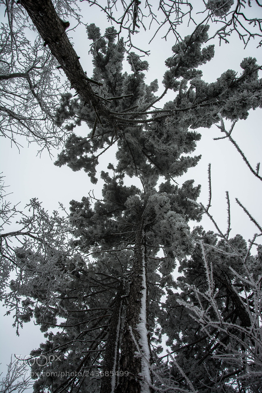 Nikon D7100 sample photo. Snowy pine photography