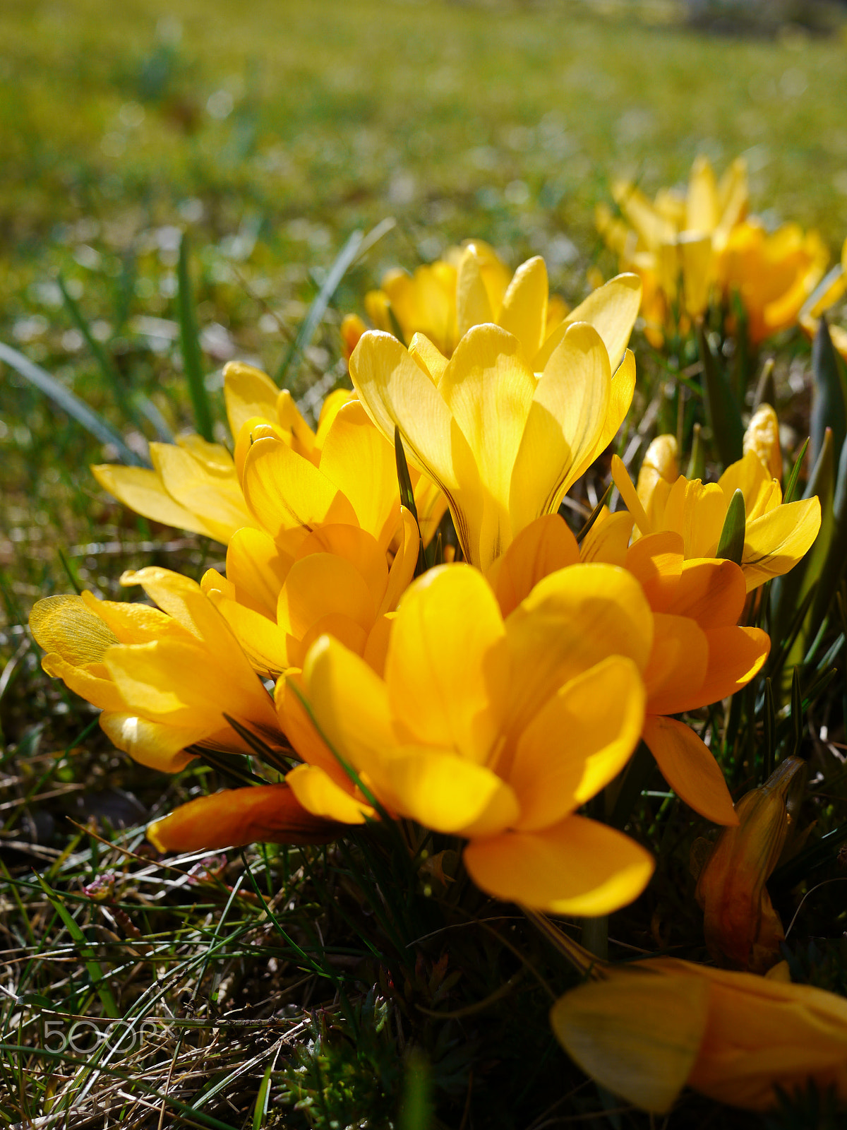 Panasonic Lumix DMC-GH2 sample photo. Lot of yellow crocuses on green meadow photography