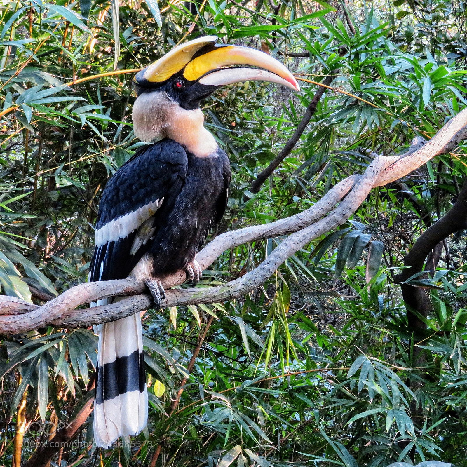 Canon PowerShot SX720 HS sample photo. Great hornbill photography