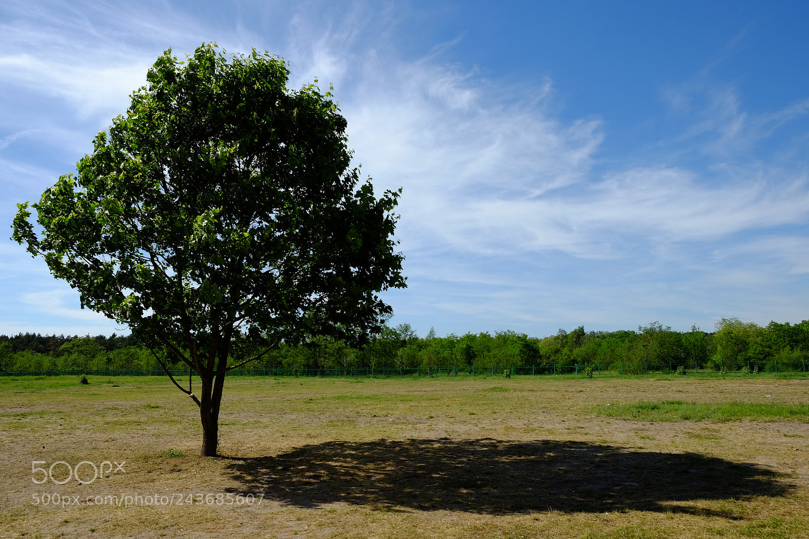 Fujifilm X-T10 sample photo. Loner photography