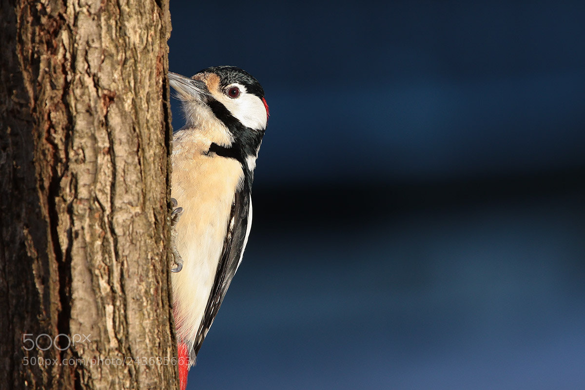 Canon EOS 7D Mark II sample photo. The portrait of the photography