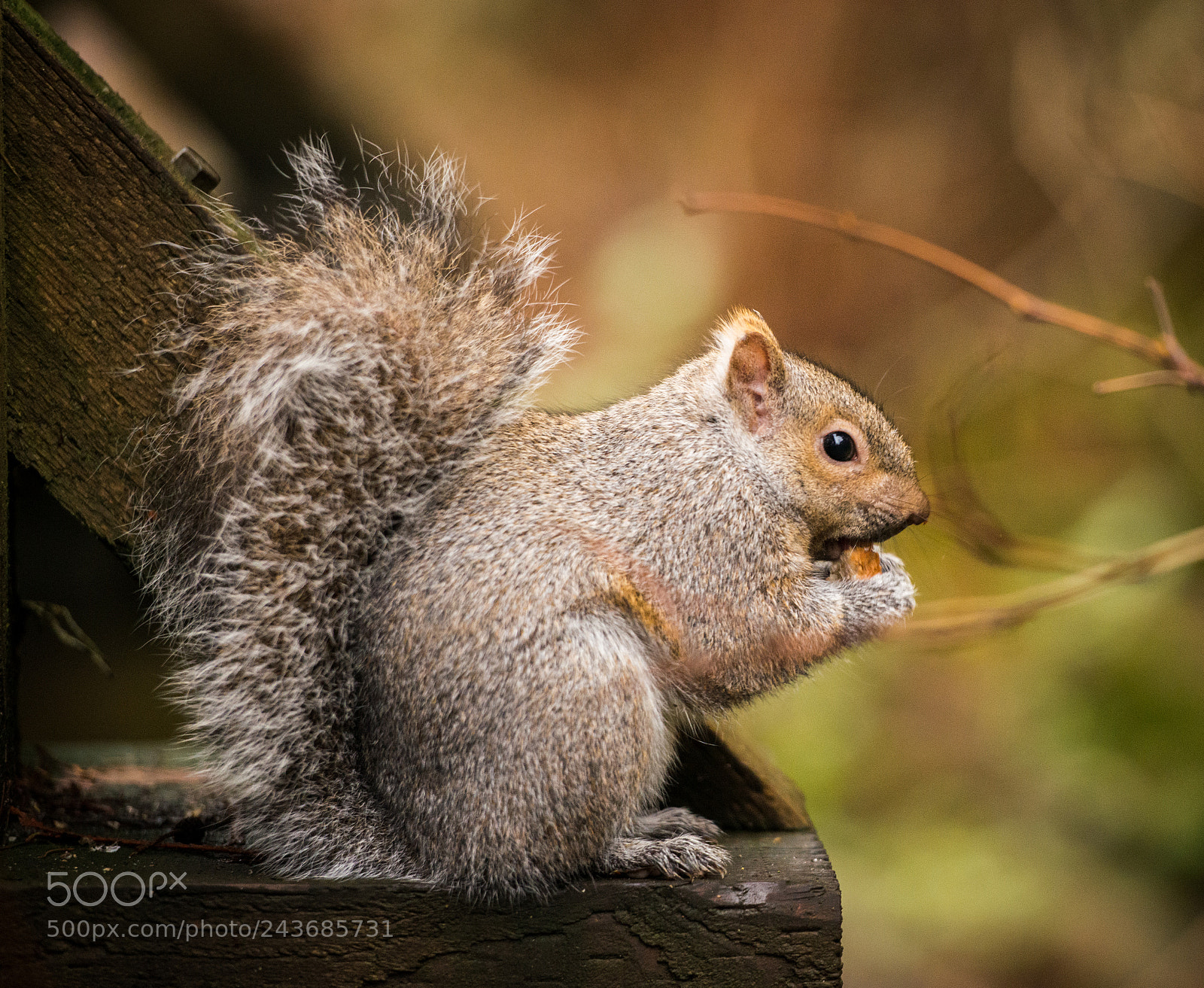 Nikon D800 sample photo. Eastern grey squirrel photography