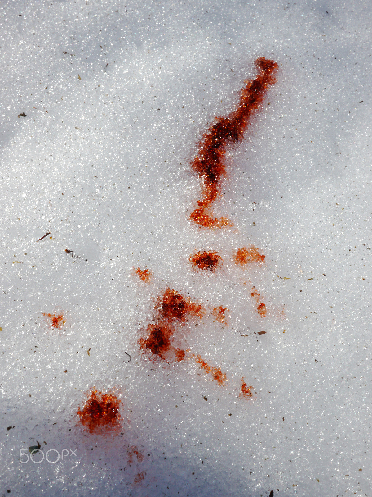 Panasonic Lumix DMC-GH2 sample photo. Blood on the snow photography