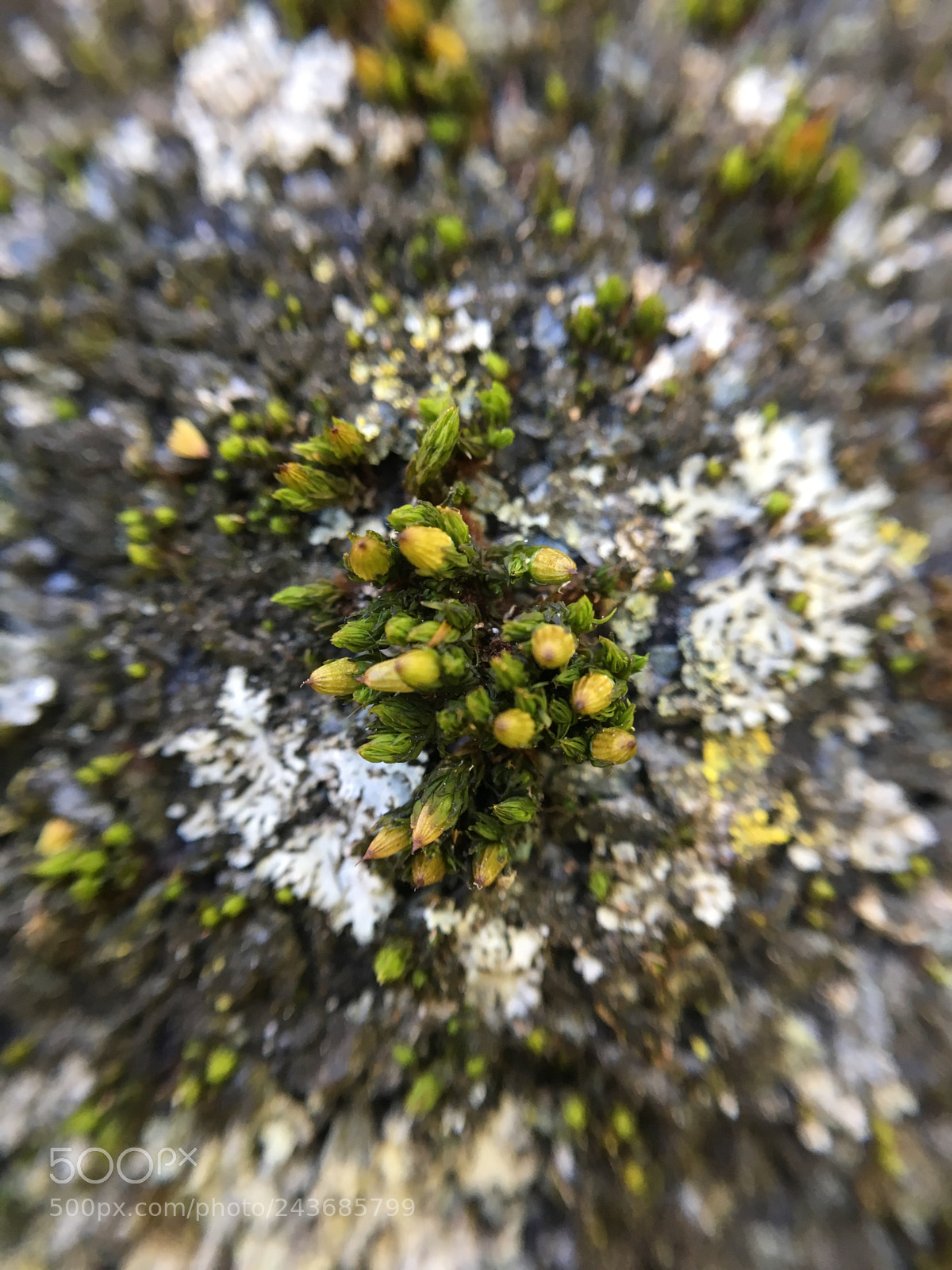 Apple iPhone 6s sample photo. Untitled photography