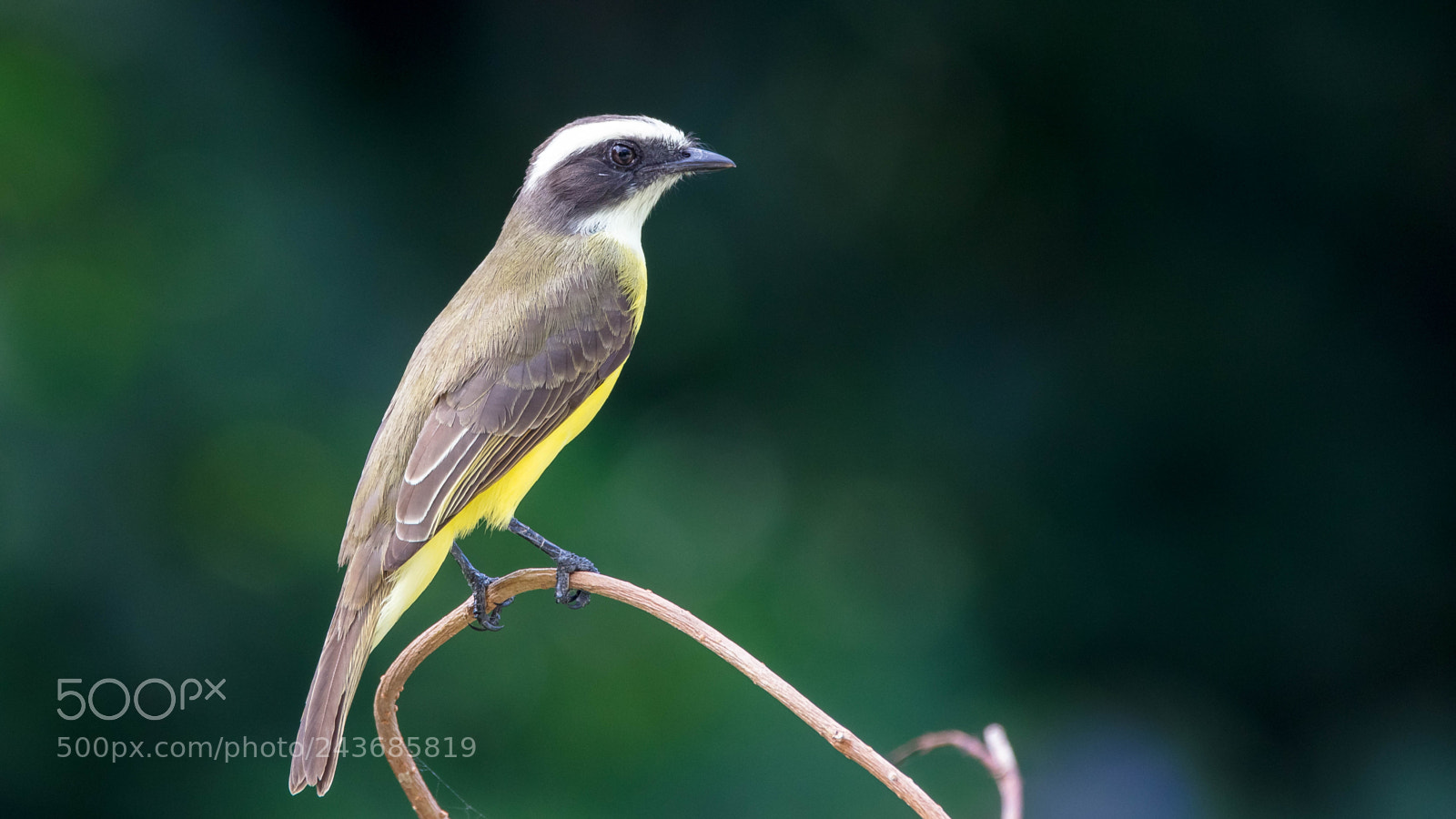 Canon EOS 5DS sample photo. Social flycatcher photography